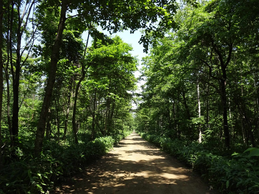 「緑のアーチ」をくぐると出会う、とっても素敵なアデルの杜。