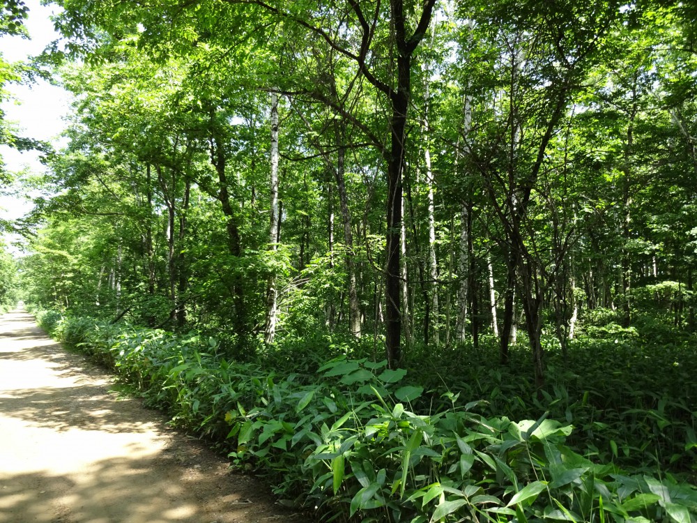 「緑のアーチ」をくぐると出会う、とっても素敵なアデルの杜。 内観