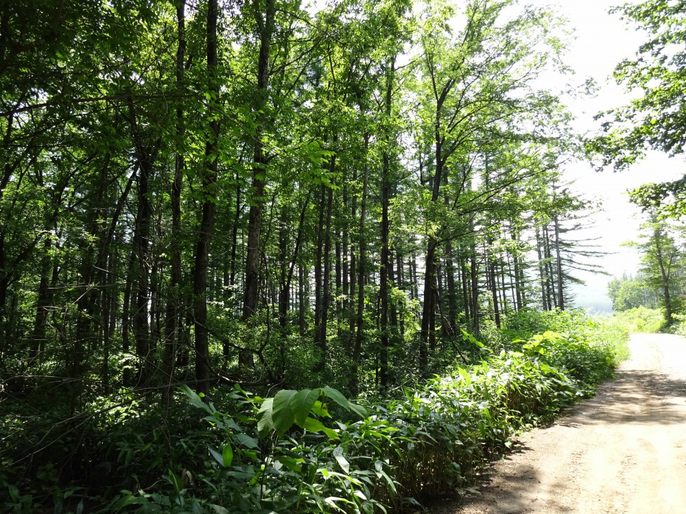 「緑のアーチ」をくぐると出会う、とっても素敵なアデルの杜。 内観