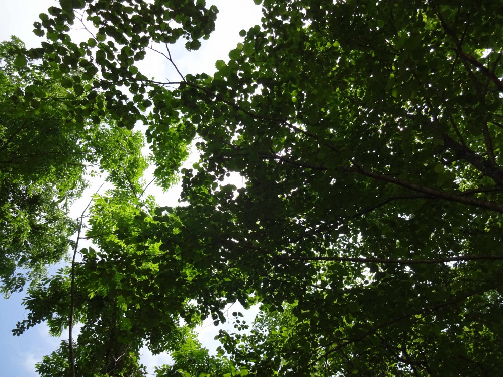 「緑のアーチ」をくぐると出会う、とっても素敵なアデルの杜。 内観