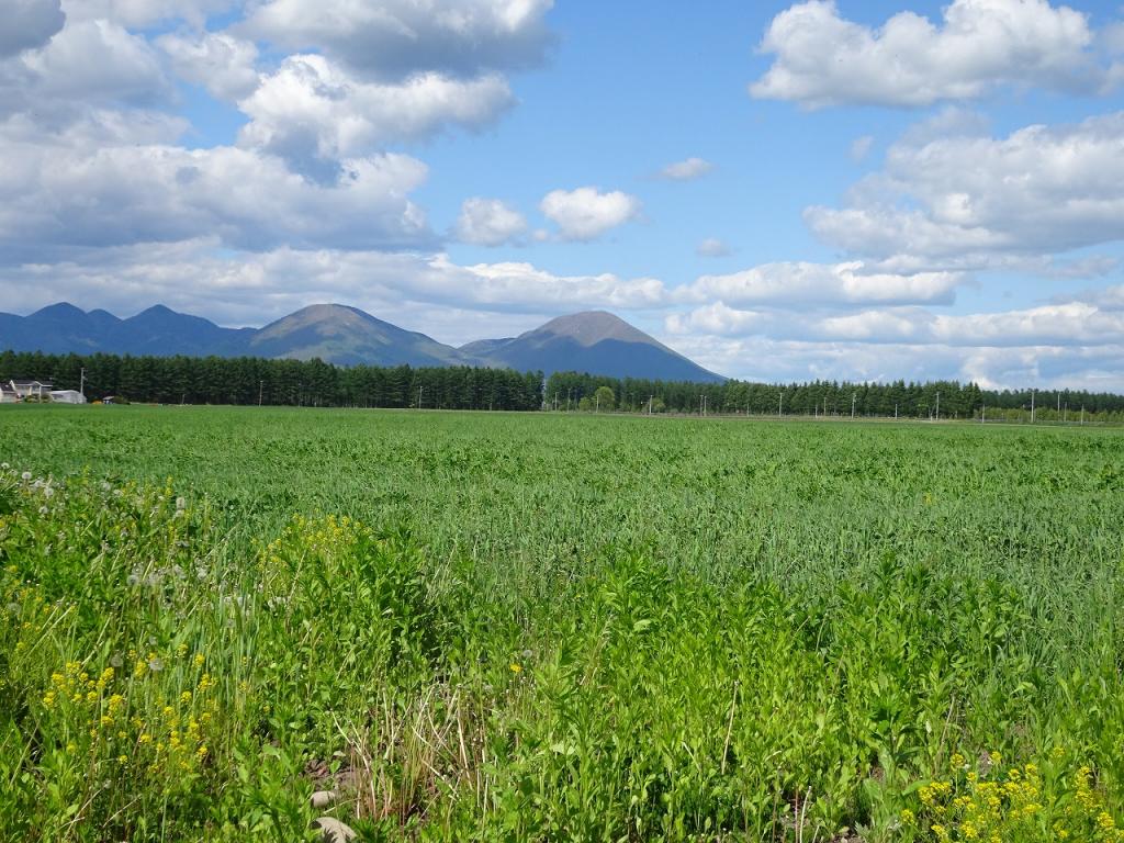 鹿追売山林 内観