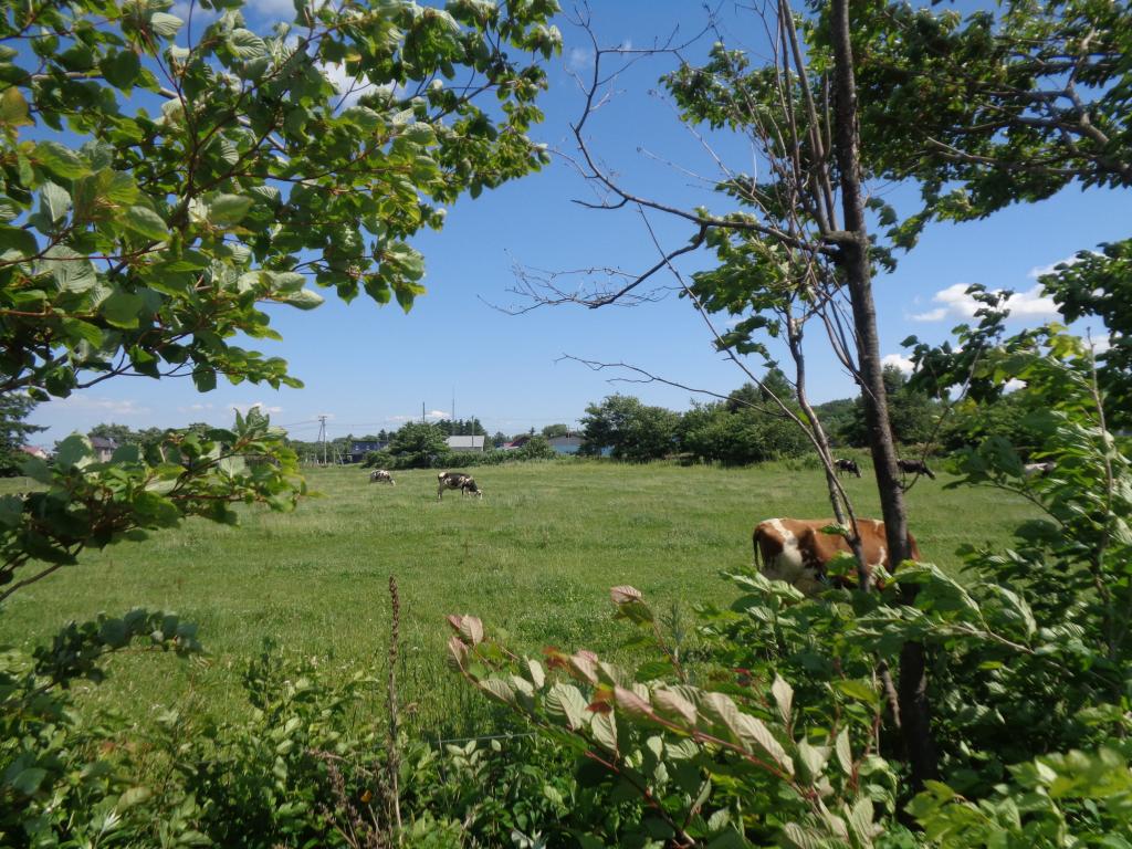 清水町　205坪の住宅用地 内観