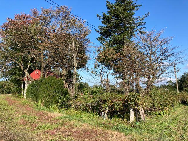 芽室町中美生【敷地面積９１８．５２坪の果樹園！】