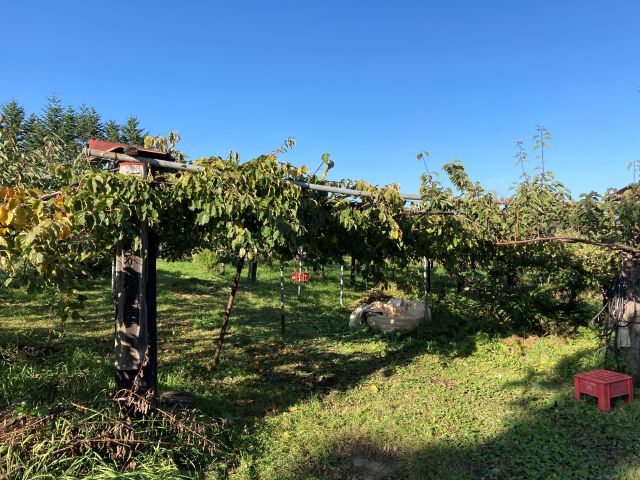 芽室町中美生【敷地面積９１８．５２坪の果樹園！】 内観