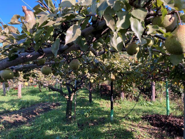 芽室町中美生【敷地面積９１８．５２坪の果樹園！】 内観