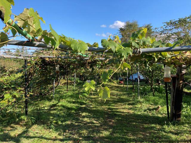 芽室町中美生【敷地面積９１８．５２坪の果樹園！】 内観