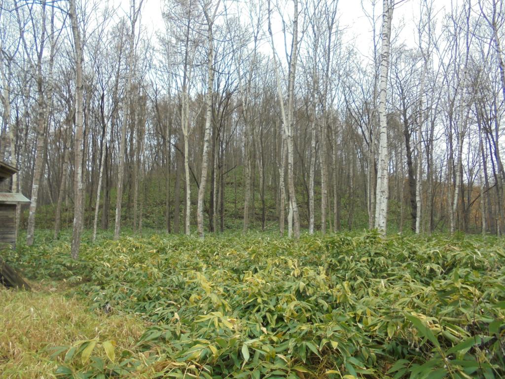 帯広市八千代町　ログハウス付売土地 内観