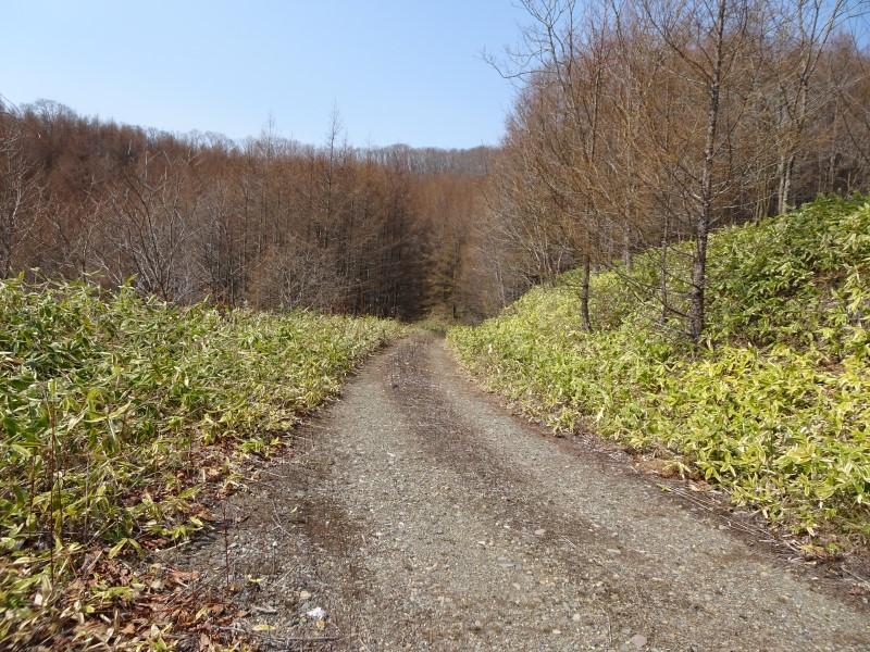 浦幌町帯富 (山林) 国道に接道、南斜面  内観