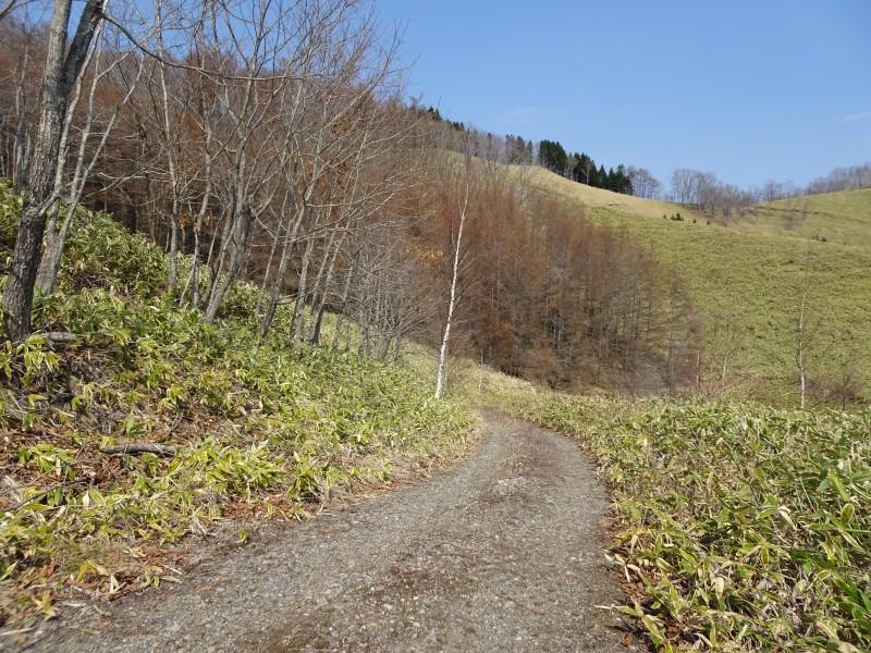 浦幌町帯富 (山林) 国道に接道、南斜面  内観