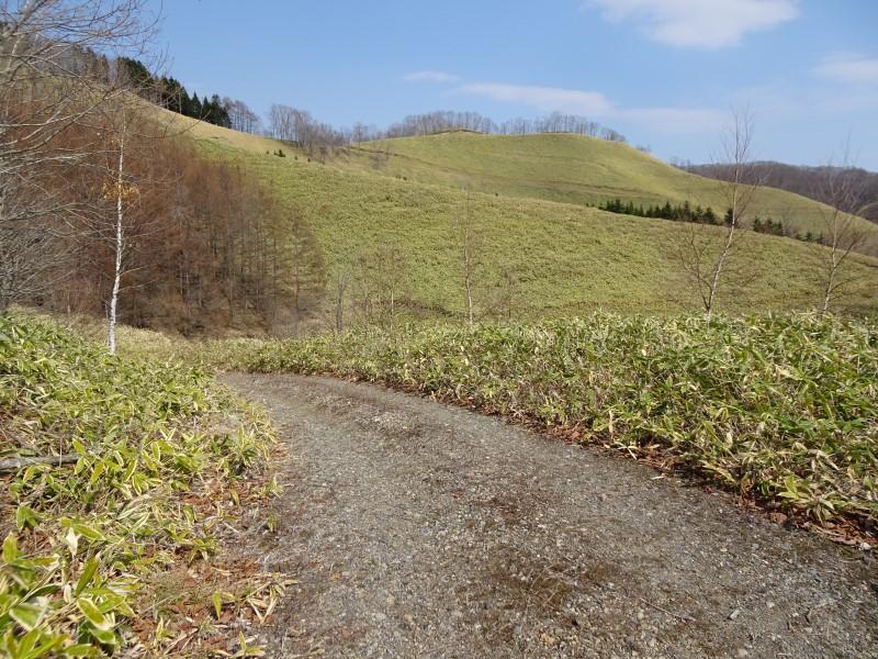 浦幌町帯富 (山林) 国道に接道、南斜面  内観