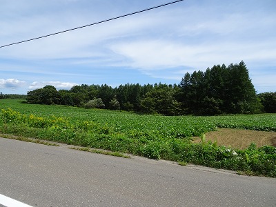 古舞山林 内観