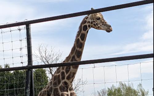 【南道路・緑ヶ丘小 徒歩4分】　緑ヶ丘２条通3丁目　売土地 周辺