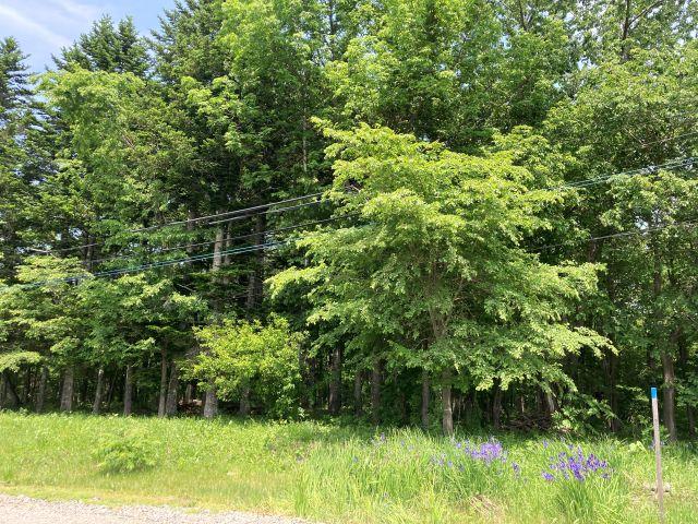 帯広市岩内町【敷地面積約７５５坪の山林登場！】 内観