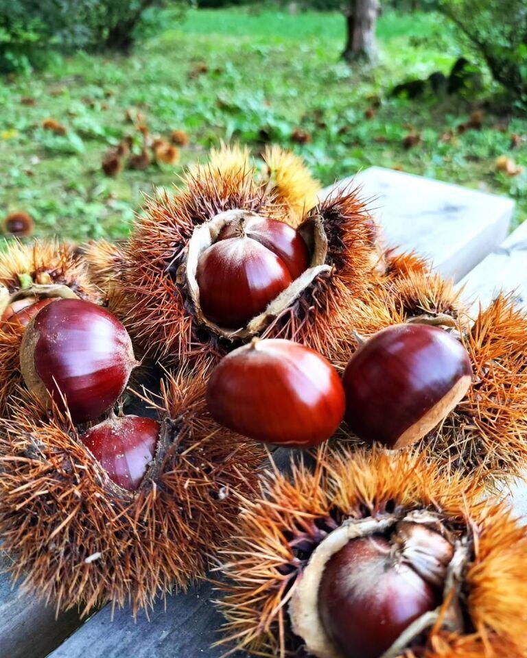 新得町栄町　中古戸建 内観